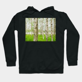 Birch Trees Hoodie